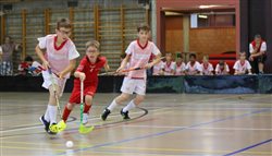 Uster-Kampfhornissen im Tessin Uster-Kampfhornissen im Tessin